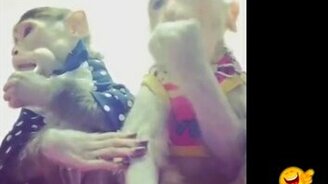 Обезьянки сосут леденцы - смотреть видео (1:00)