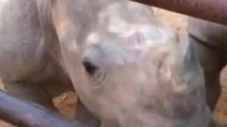 Ласковые носорожики - смотреть видео (1:44)