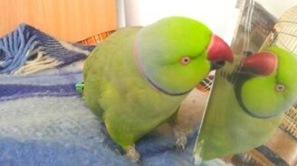 Ты кто такой? - смотреть видео (1:47)