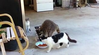 Юморные енотики - смотреть видео (1:38)