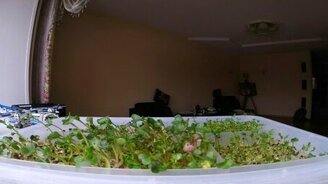 Как живёт растение в комнате - смотреть видео (1:01)