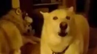 Хор из нескольких лаек - смотреть видео (1:57)