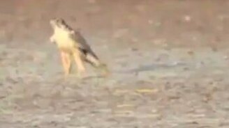 Как нападает сокол - смотреть видео (0:14)