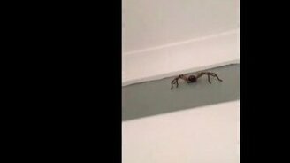 Паук напугал до смерти - смотреть видео (0:10)