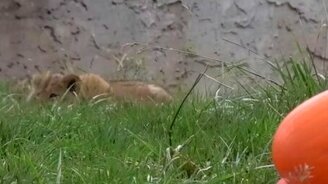 Львята против тыкв - смотреть видео (1:03)