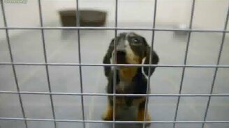 Грамотный пиар - смотреть видео (1:05)