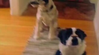 Две собаки, один трюк - смотреть видео (0:16)