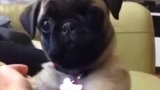 Смешной мопсик - смотреть видео (0:09)