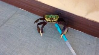 Разбойник с клешнями - смотреть видео (0:35)