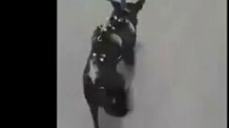 Собака усыновила опоссумов - смотреть видео (1:02)