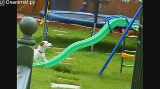 Самые смешные собаки - смотреть видео (2:18)