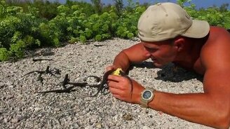 Кормление ящериц с рук - смотреть видео (1:03)