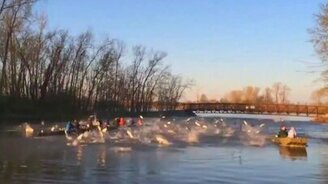 Рыба атакует гребцов - смотреть видео (0:20)