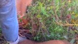 Спас двух оленей-драчунов - смотреть видео (1:40)