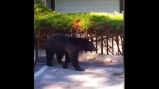 Мишка залез в машину - смотреть видео (0:48)