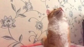 Ты хочешь купаться? - смотреть видео (0:18)