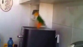 Попугай-танцор жжёт - смотреть видео (0:15)