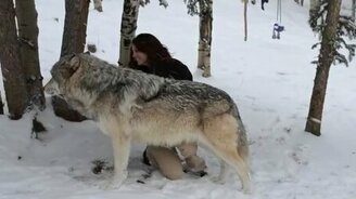 Девушка и ручной волк - смотреть видео (1:17)