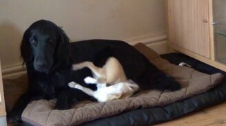 Фенек играет с ретривером - смотреть видео (1:46)