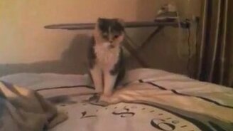 Кошка против простыни - смотреть видео (2:24)