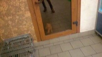 Впустите, впустите меня! - смотреть видео (0:13)