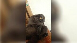 Блатной котик - смотреть видео (0:54)