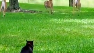 Кот разгоняет оленей - смотреть видео (0:07)