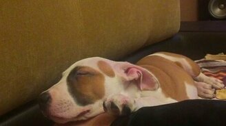 Щенок спит и храпит - смотреть видео (1:15)
