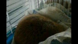 Храпящий хомяк - смотреть видео (0:30)