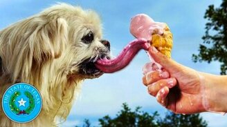 Удивительные факты о животных - смотреть видео (2:41)