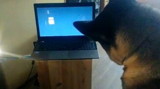 Собака смотрит кино - смотреть видео (1:16)