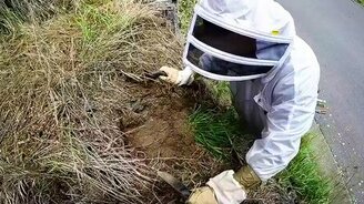 Раскопал осиное гнездо - смотреть видео (10:35)