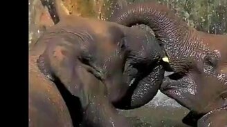 Слоновье счастье - смотреть видео (4:04)