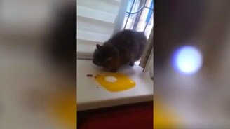 Пришёл, поел и ушёл - смотреть видео (1:11)