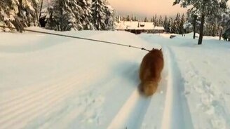 Кот тянет лыжницу - смотреть видео (0:26)