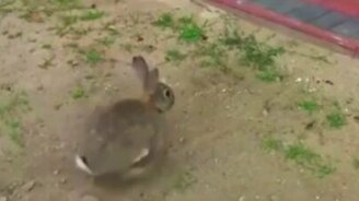 Зайчиха отрыла зайчат - смотреть видео (6:43)