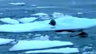 Морской лев против трёх касаток - смотреть видео (1:46)