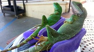 Ящерицы эпохи возрождения - смотреть видео (0:50)