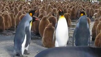 Весёлые пингвины - смотреть видео (1:32)