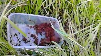 Мышка поедает прикорм - смотреть видео (0:37)