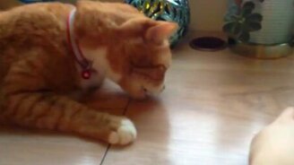 Кот против ириски - смотреть видео (0:42)