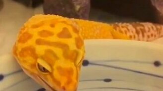 Геккон лакает воду - смотреть видео (0:15)