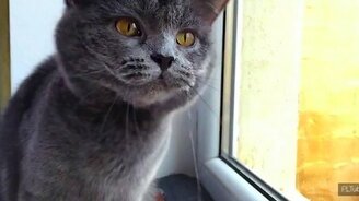 Встряхивающаяся кошка в замедлении - смотреть видео (0:35)