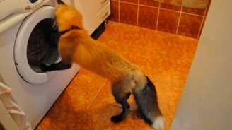 Лисичка в доме - смотреть видео (1:16)