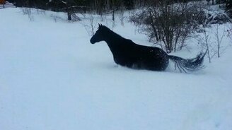 Лошадь преодолевает сугробы - смотреть видео (0:16)