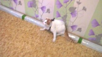 Кот впервые в ошейнике - смотреть видео (1:14)