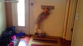 Получил почту - порви её! - смотреть видео (0:17)