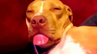 Звери смешные и милые - смотреть видео (1:02)