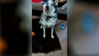 Собака и газировка - смотреть видео (0:57)