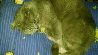 Не буду вставать, я хочу лежать! - смотреть видео (1:05)